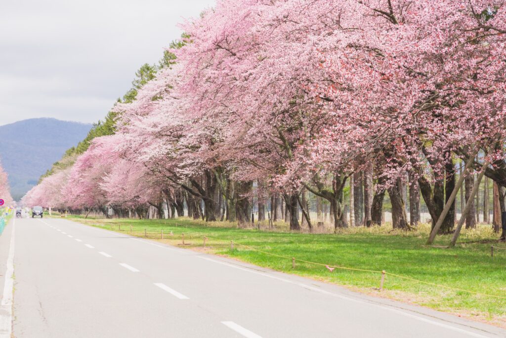 二十間道路桜並木