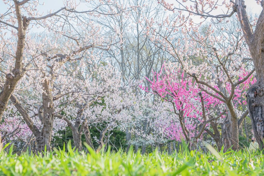 北海道神宮の桜と梅