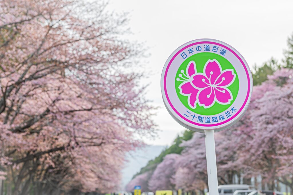 二十間道路桜並木