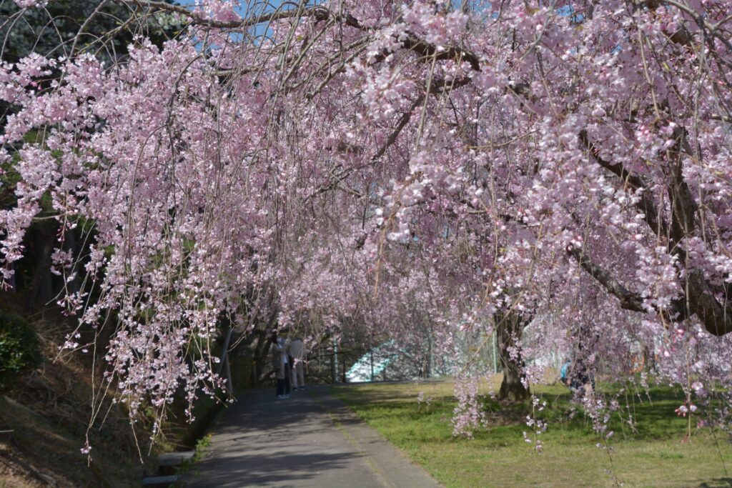幸田しだれ桜まつり2026|現在の開花状況・駐車場・混雑回避まで徹底解説 幸田しだれ桜