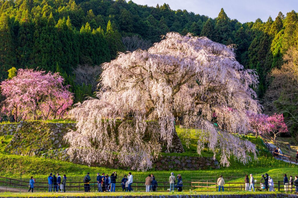 又兵衛桜　正面からの撮影