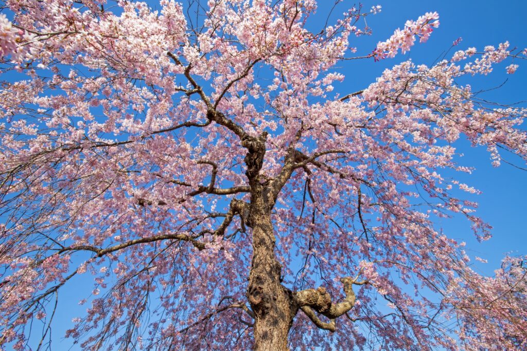 2026年現在|喜多方日中線しだれ桜並木の開花状況・アクセス・駐車場情報 ローアングルでしだれ桜を見上げる