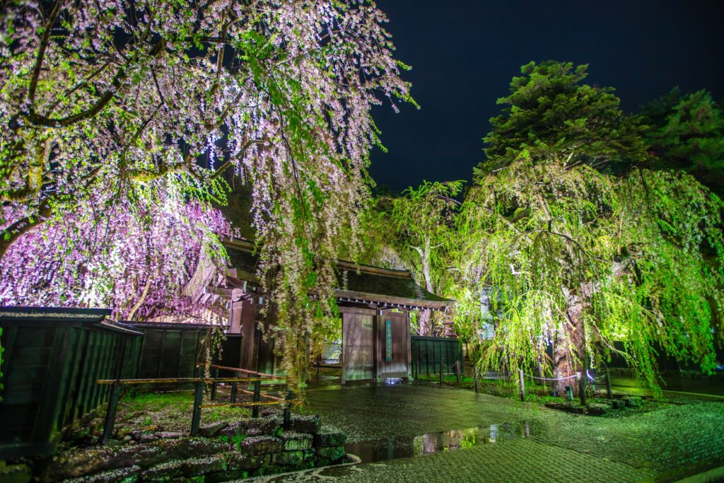 角館桜まつりライトアップ