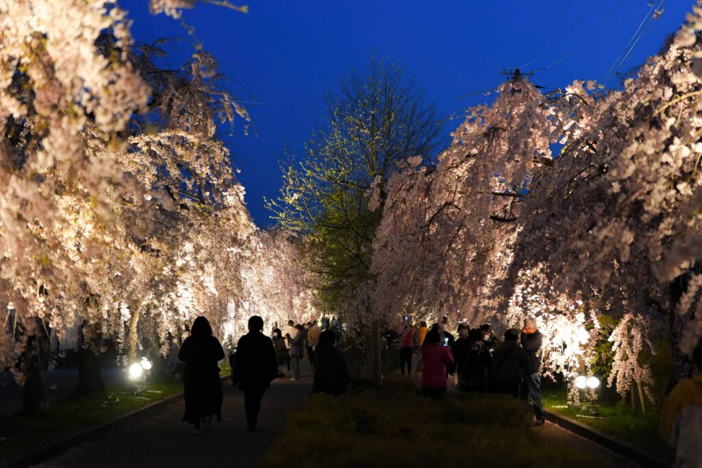 2026年現在|喜多方日中線しだれ桜並木の開花状況・アクセス・駐車場情報 夜桜ライトアップ