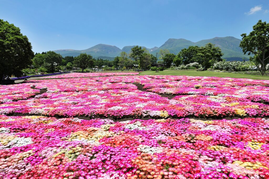 くじゅう花公園のリビングストンデージー