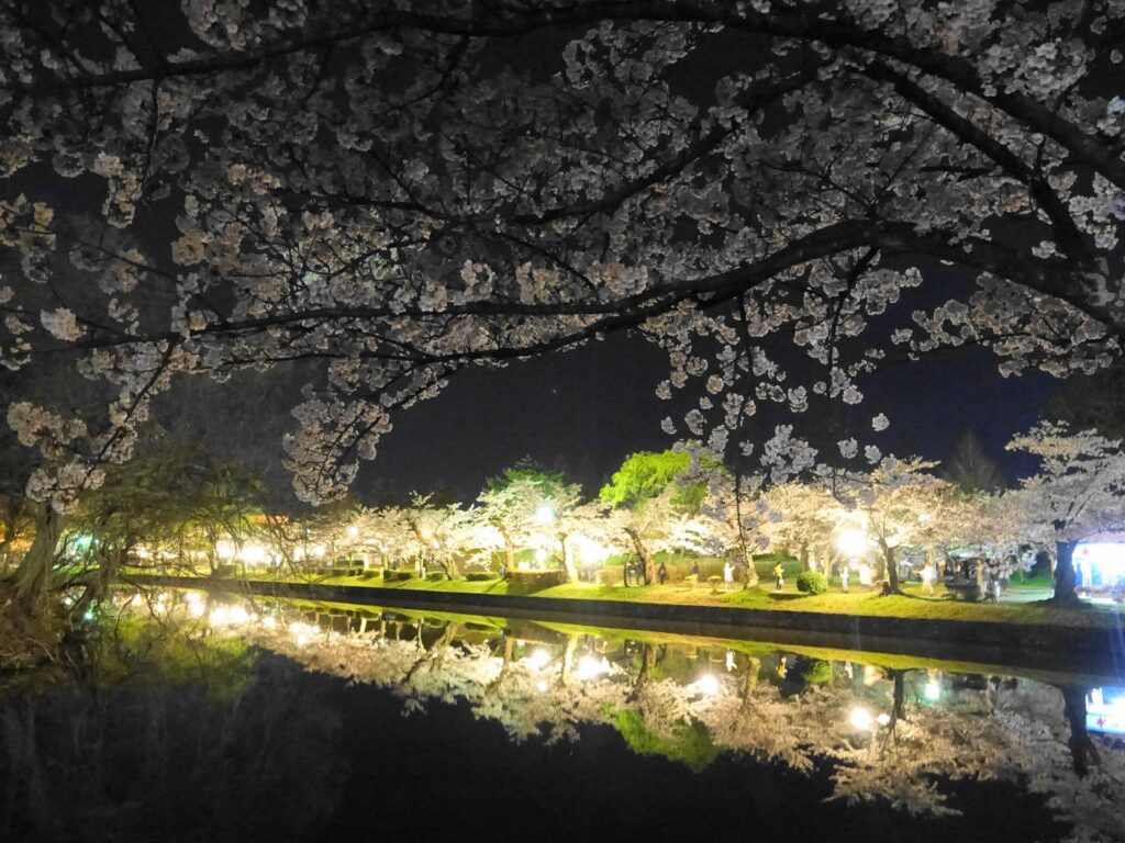 鶴岡公園桜まつりのライトアップ