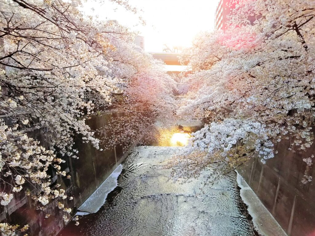 石神井川桜並木