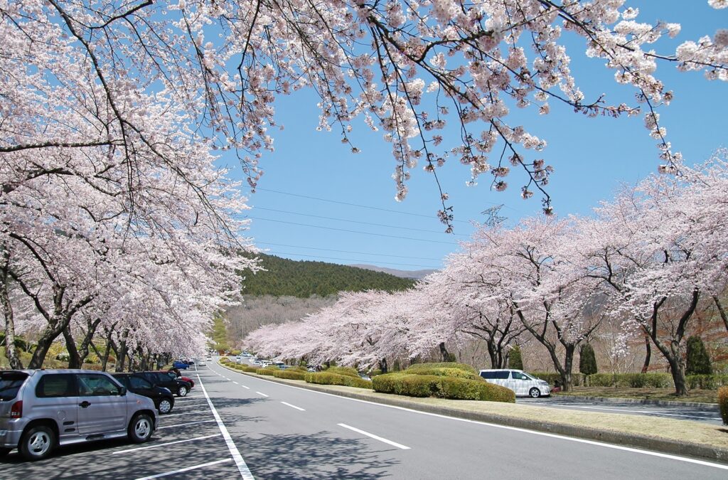冨士霊園の桜