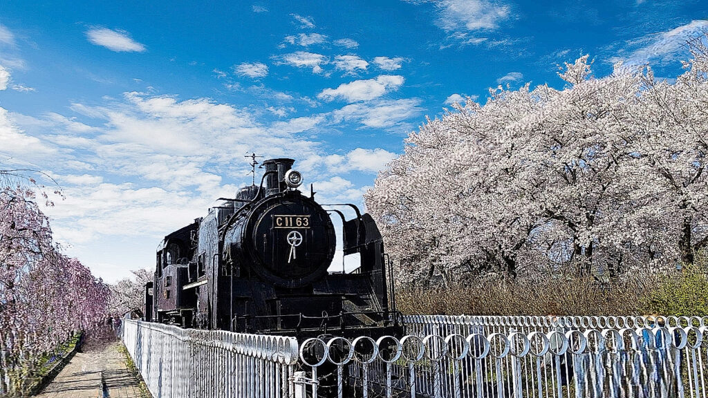 2026年現在|喜多方日中線しだれ桜並木の開花状況・アクセス・駐車場情報 SL×しだれ桜
