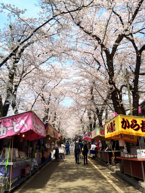 2026年現在の赤城南面千本桜の開花状況|アクセス・無料駐車場まで完全ガイド 赤城南面千本桜まつりの屋台
