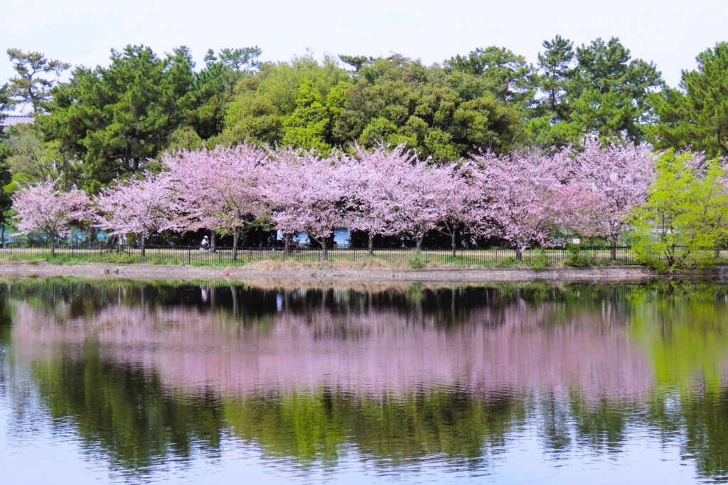 服部緑地の桜