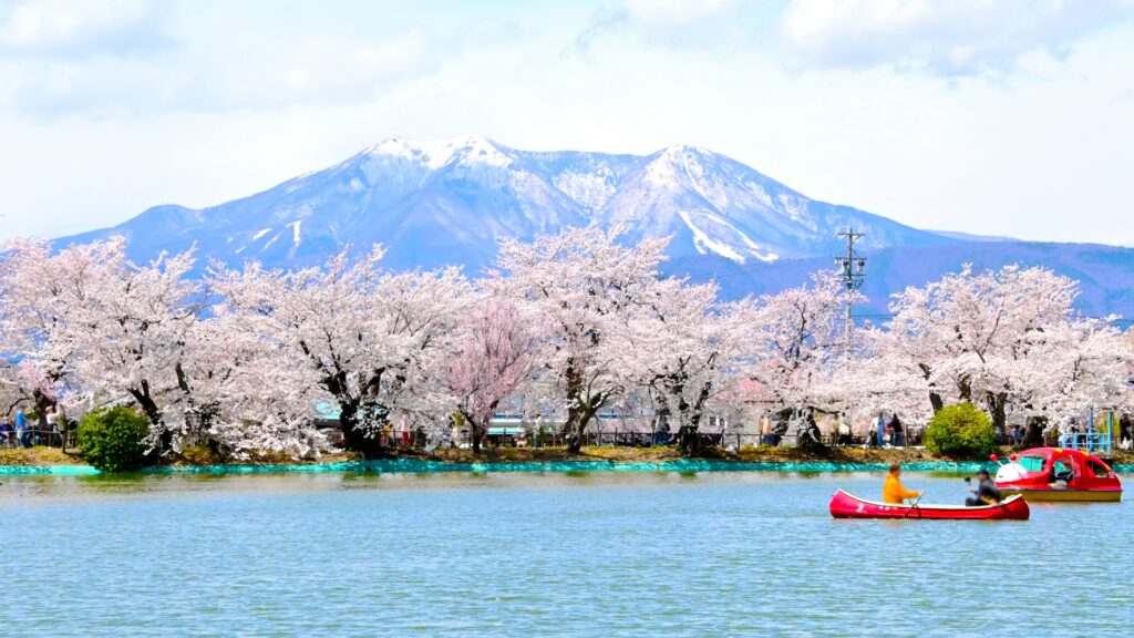 2026年現在|臥竜公園桜まつりの開花状況とおでんの屋台情報 臥竜公園のボート