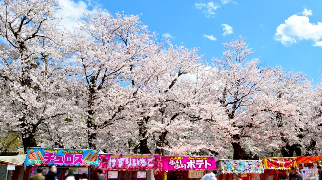 2026年現在|臥竜公園桜まつりの開花状況とおでんの屋台情報 臥竜公園桜まつりの屋台