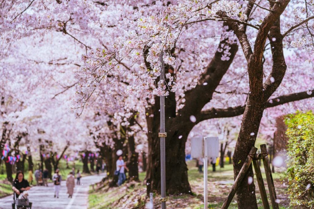 2026年現在の赤城南面千本桜の開花状況|アクセス・無料駐車場まで完全ガイド 赤城南面千本桜