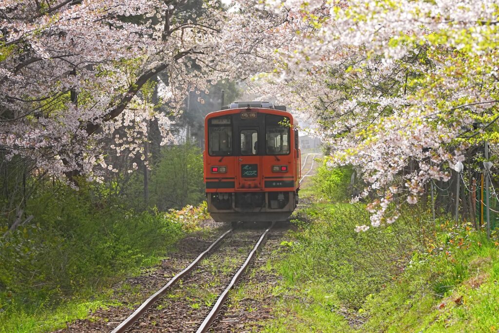 芦野公園の桜の開花状況