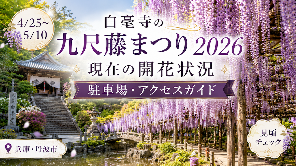 白毫寺の九尺藤まつり