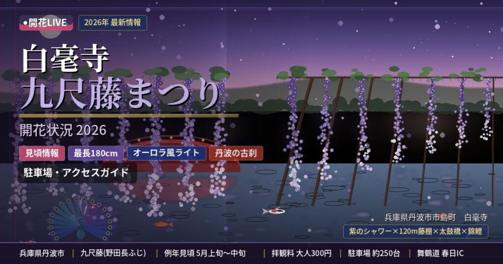 白毫寺の藤の開花状況