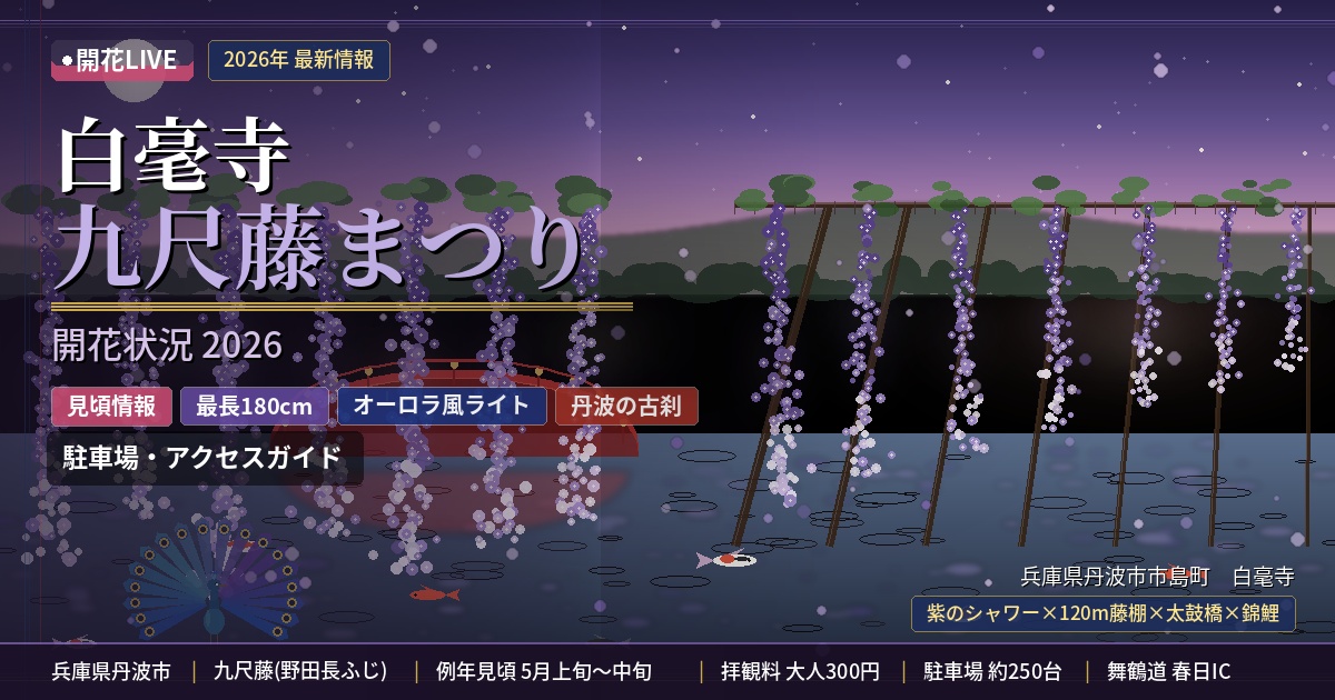 白毫寺の藤の開花状況
