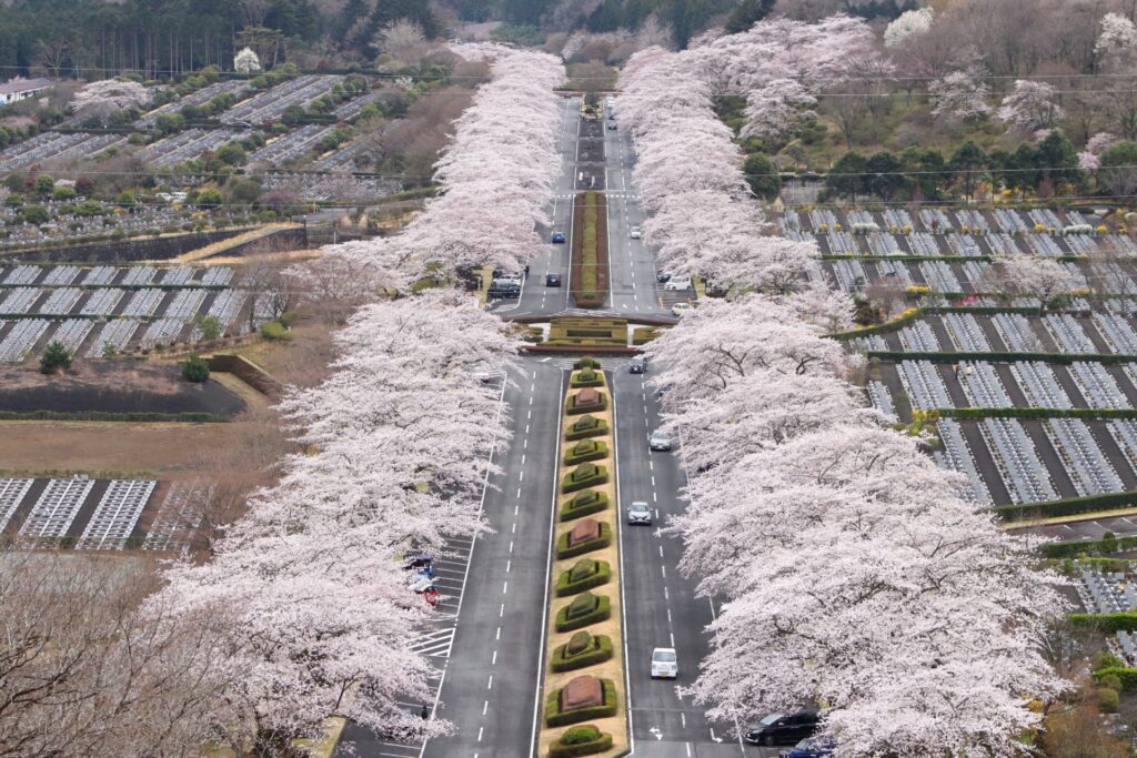冨士霊園の桜