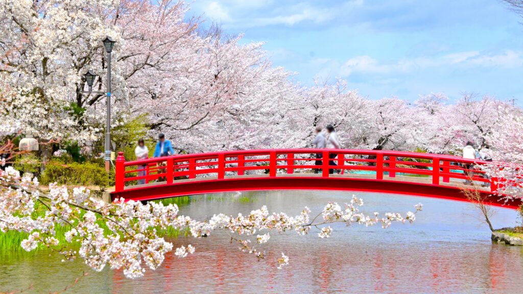 2026年現在|臥竜公園桜まつりの開花状況とおでんの屋台情報 臥竜公園の桜