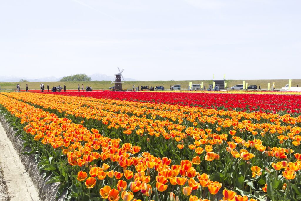 五泉市のチューリップ