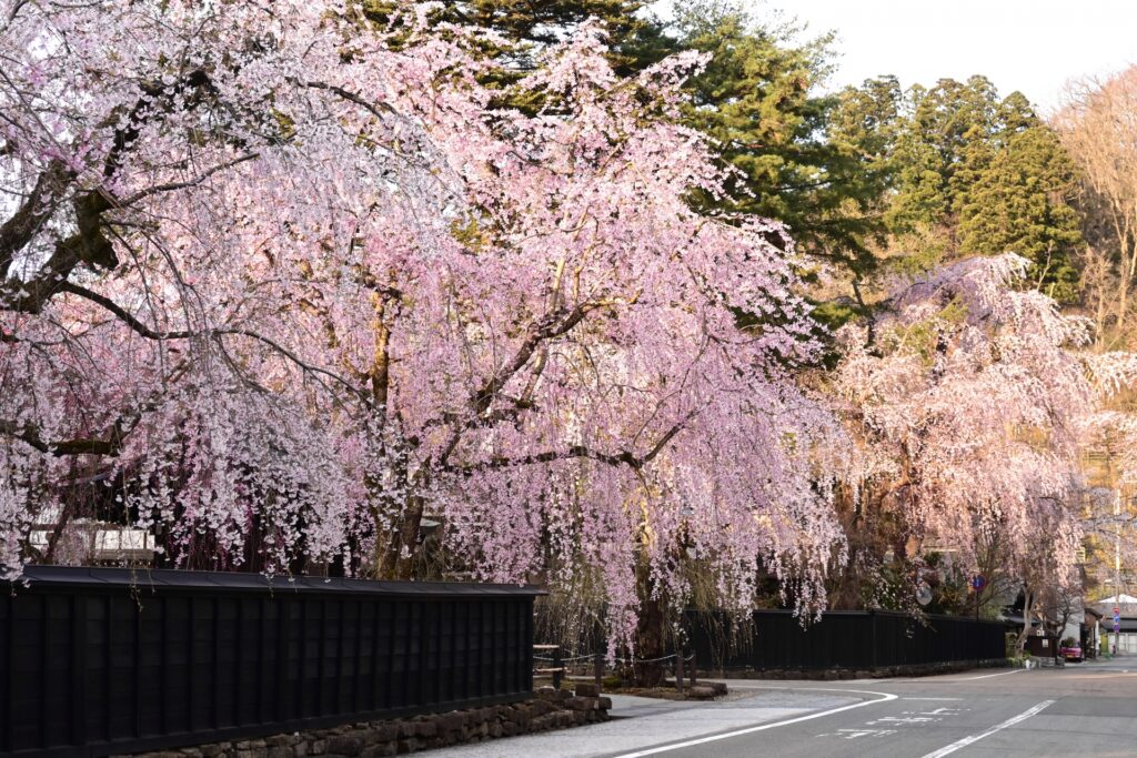 角館武家屋敷の桜