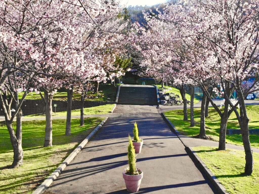 栗山公園(北海道)の桜