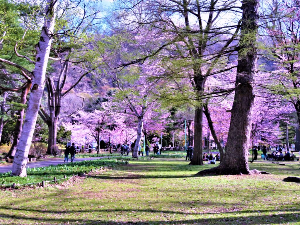 円山公園(札幌)の桜