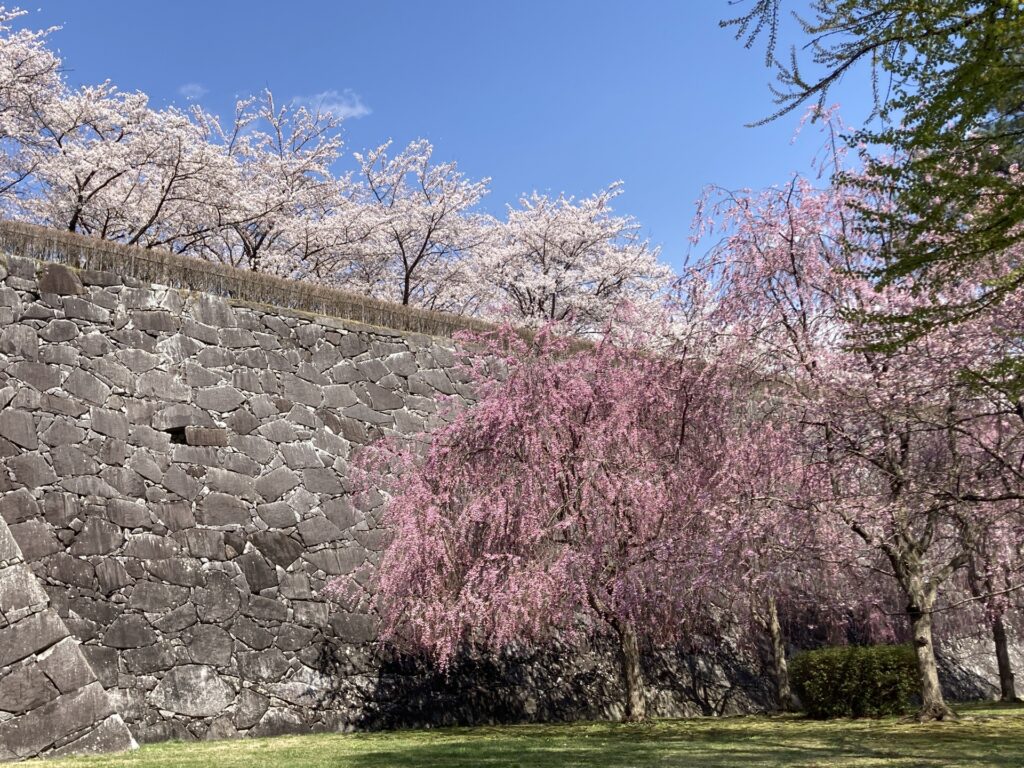 盛岡城跡公園の桜