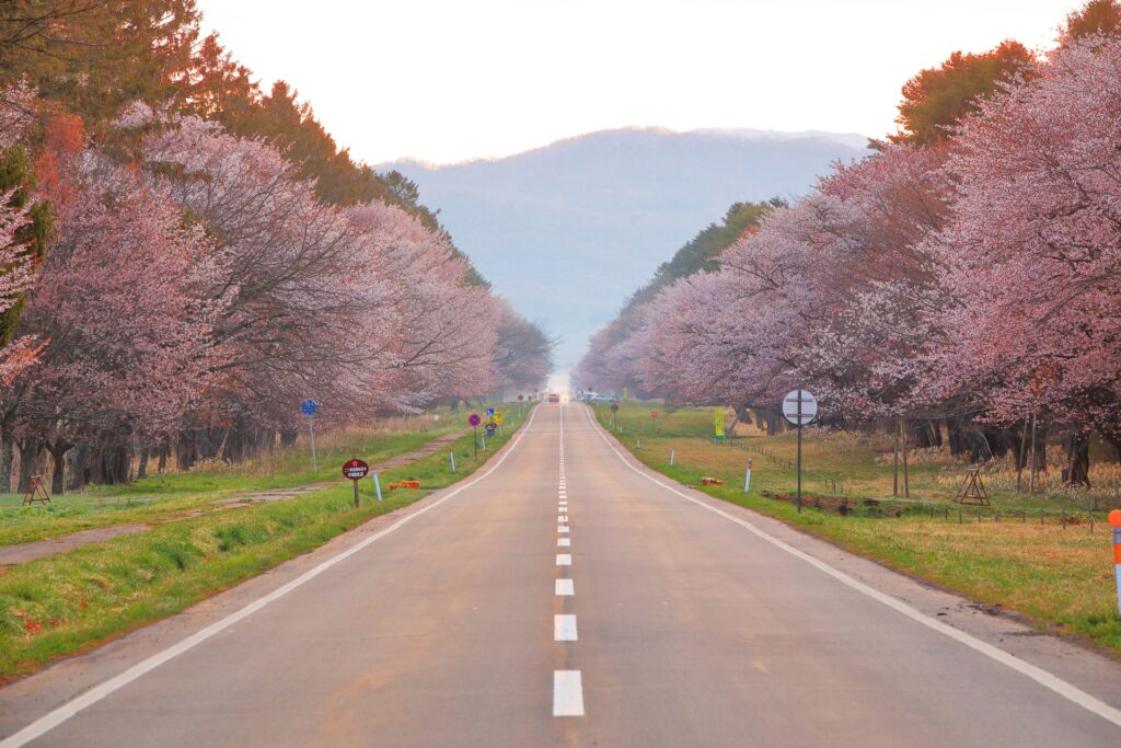 二十間道路桜並木