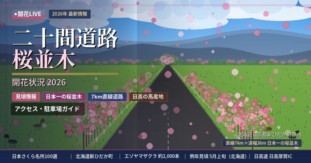 二十間道路桜並木の開花状況
