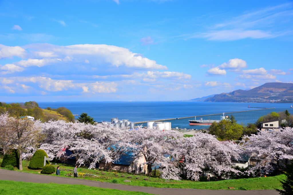 小樽手宮公園の桜