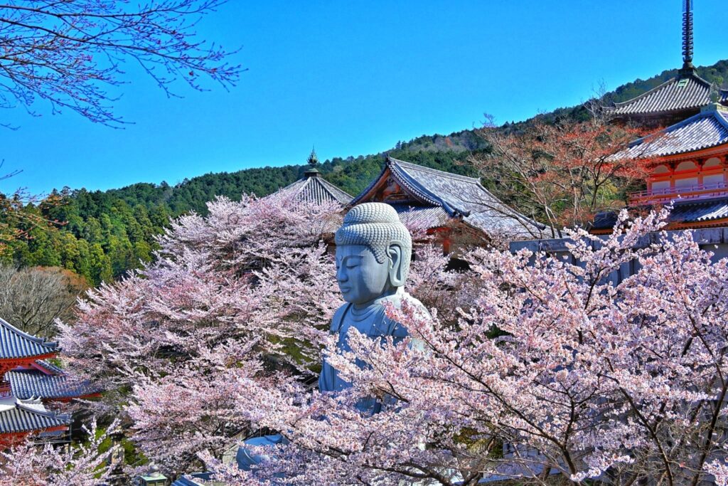 【2026年現在】壷阪寺の桜大仏の開花状況・アクセス・ライトアップ時間を解説 壷阪寺の桜