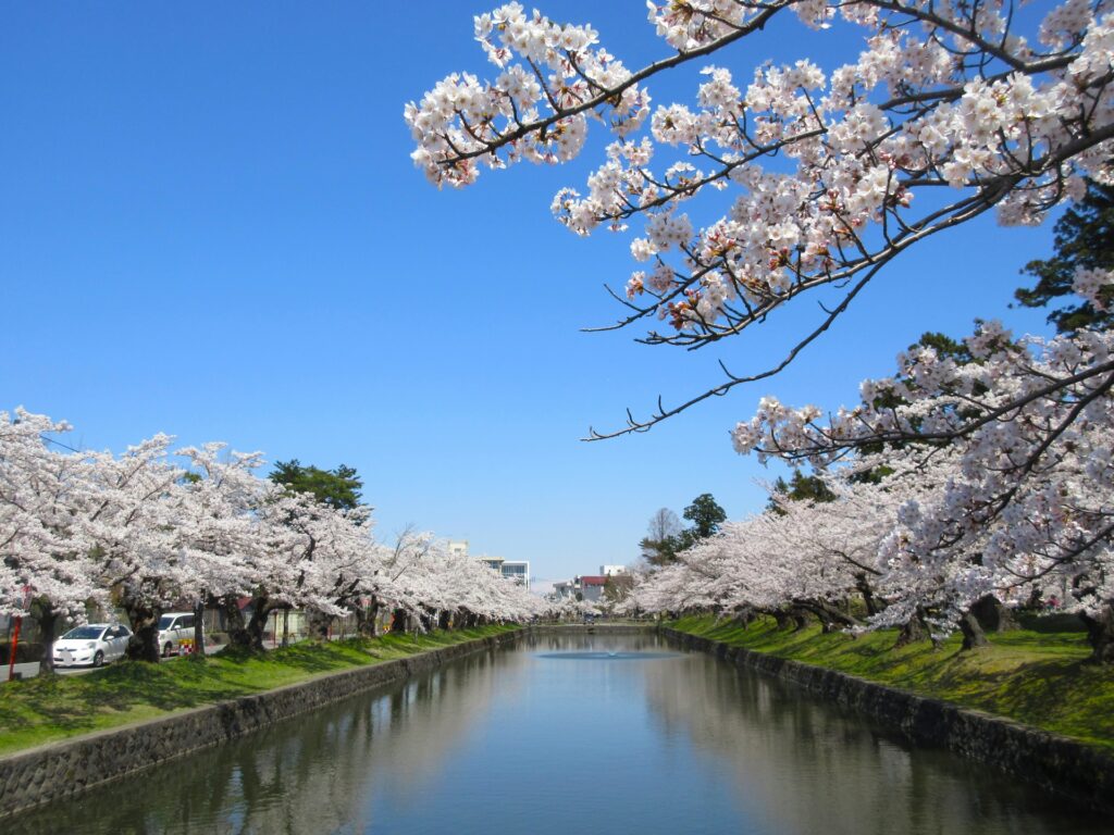 鶴岡公園の桜