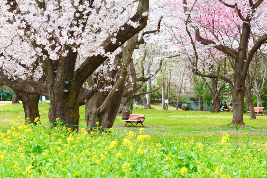 昭和記念公園の桜