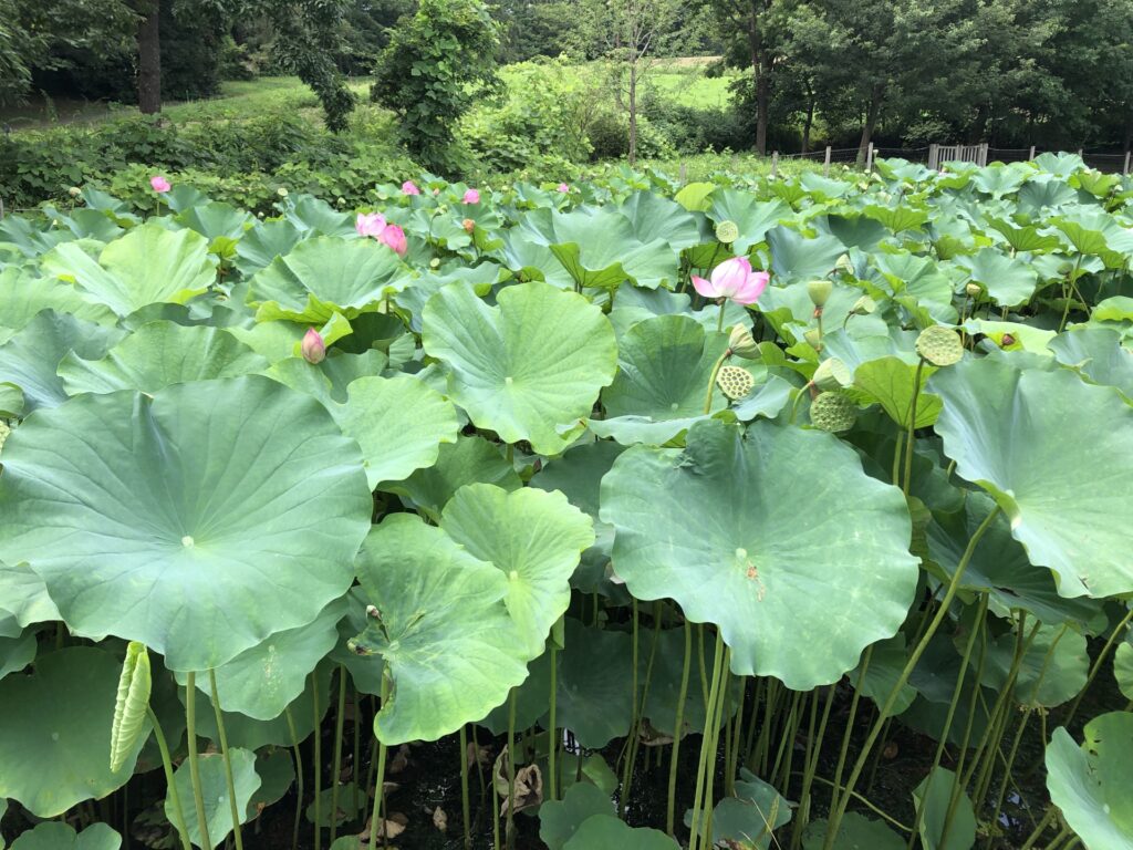 昭和記念公園の蓮
