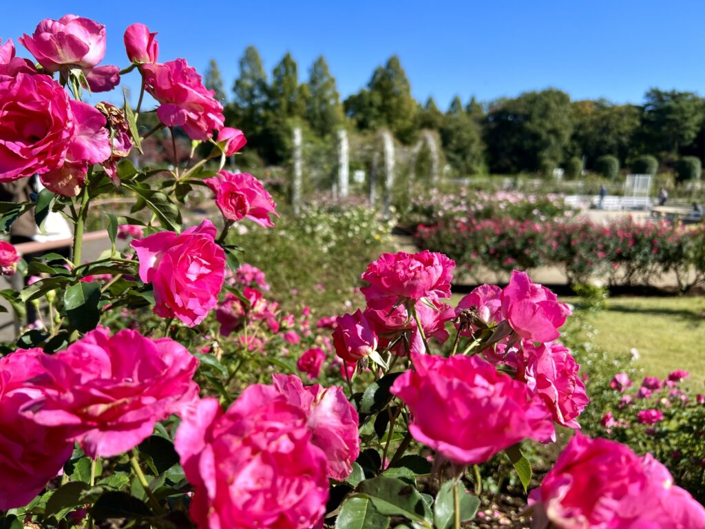 伊奈町制施行記念公園バラ園