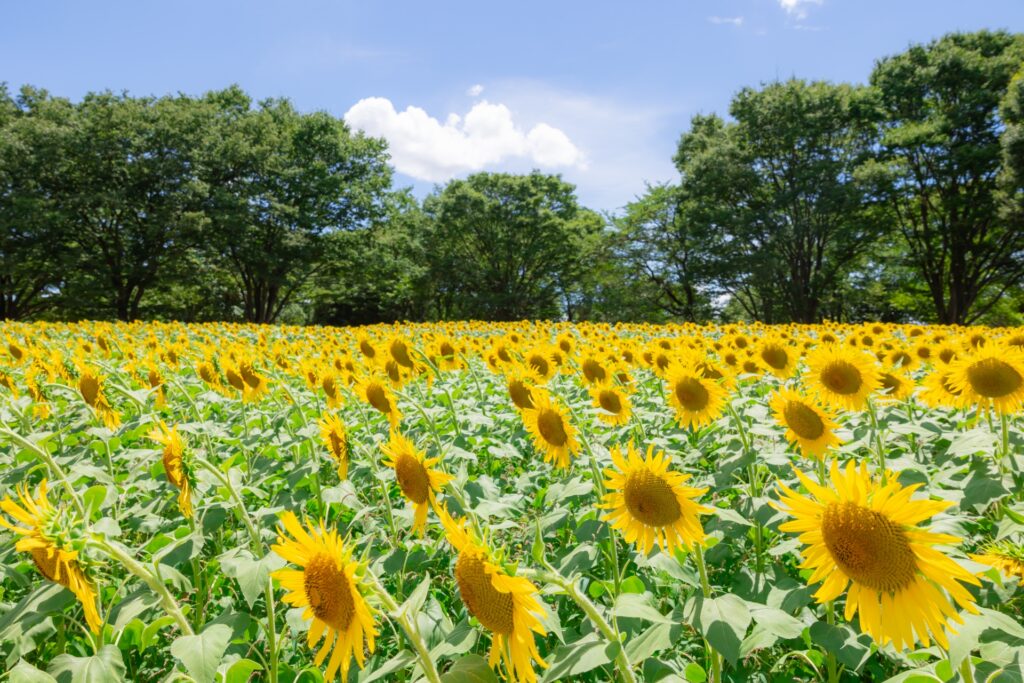 昭和記念公園のひまわり