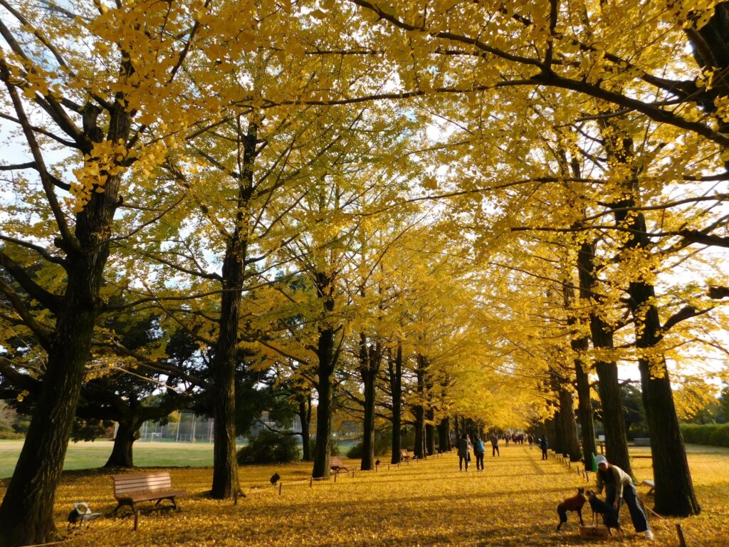 昭和記念公園のイチョウ紅葉