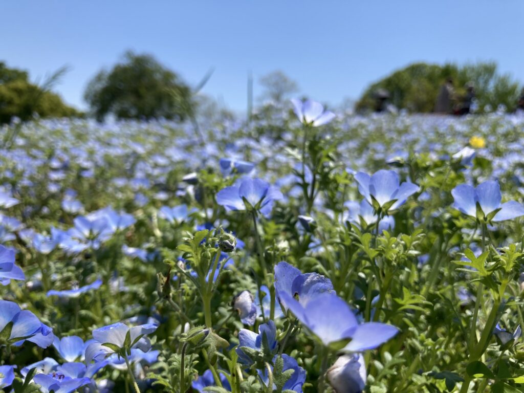 昭和記念公園のネモフィラ