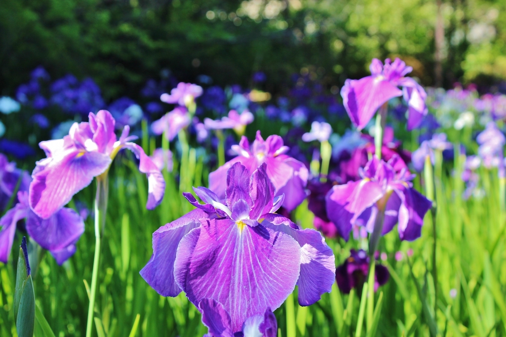 花菖蒲