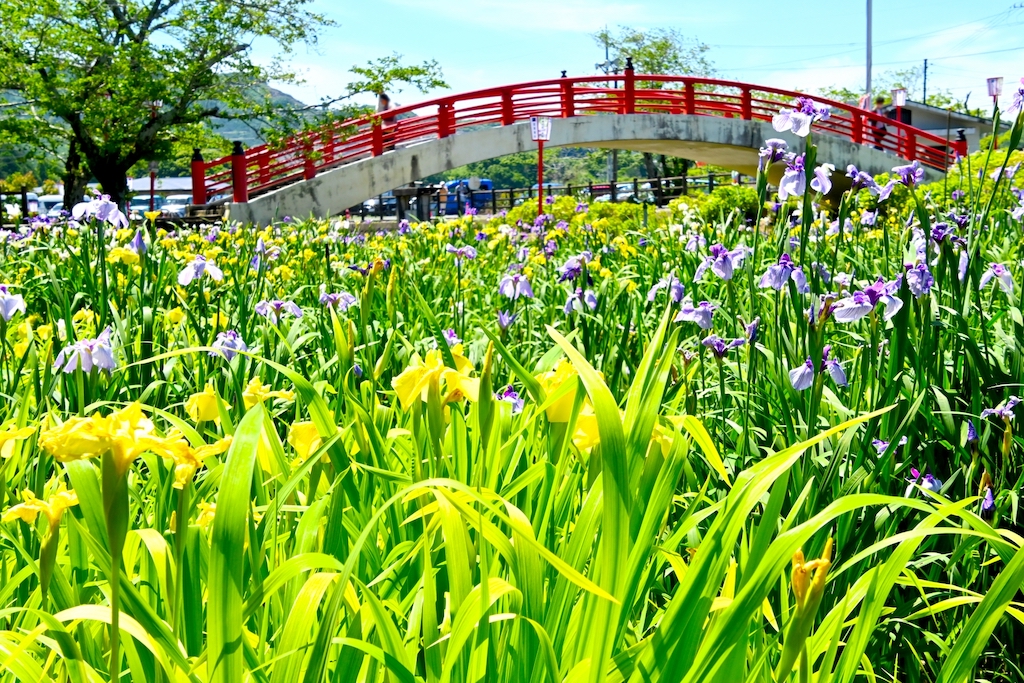 賀茂花菖蒲園