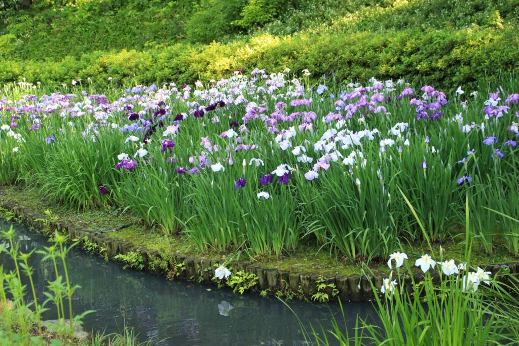 清澄庭園の花菖蒲