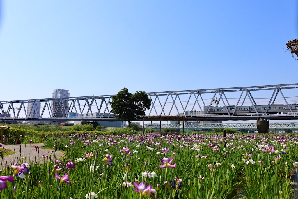 小岩菖蒲園まつり開花状況・見頃リアルタイム速報2026|駐車場・アクセスも 小岩菖蒲園と電車
