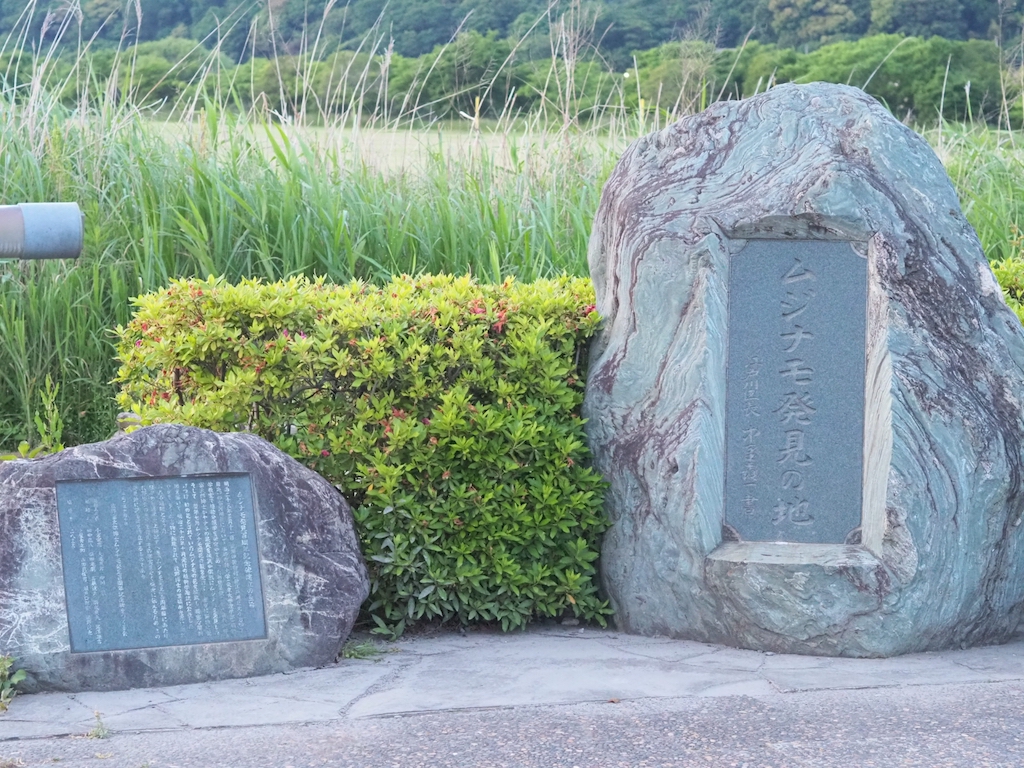 小岩菖蒲園まつり開花状況・見頃リアルタイム速報2026|駐車場・アクセスも ムジナモの記念碑