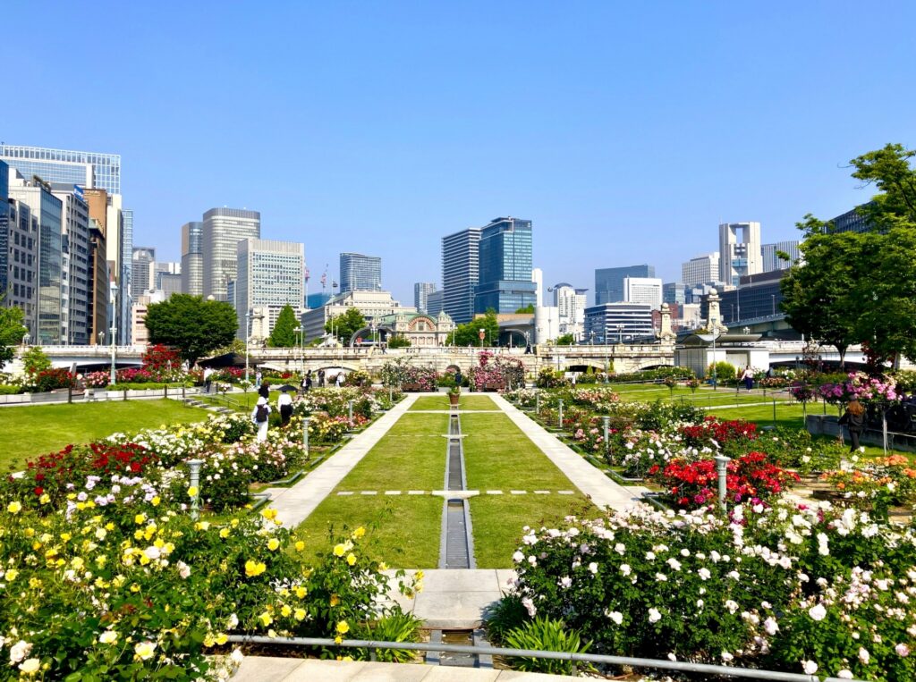 中之島公園バラ園の今現在の開花状況2026|見頃はいつまで続くか予想 中之島公園バラ園