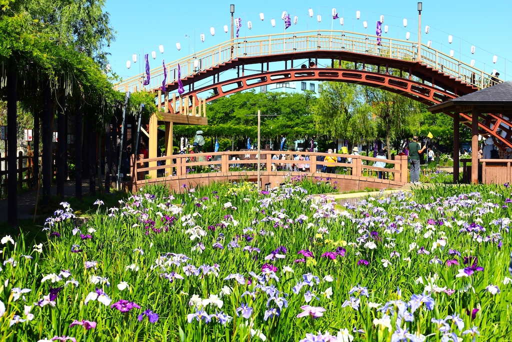 水郷潮来あやめ園