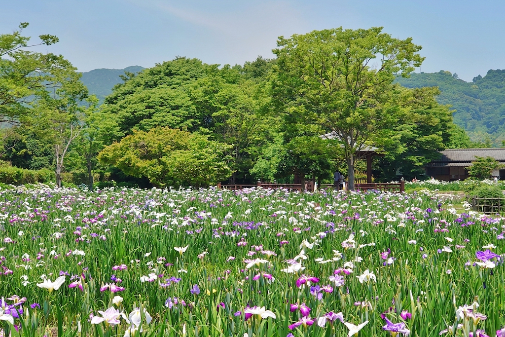 大和中央公園花しょうぶ園の開花状況2026|開園期間と駐車場・アクセスガイド 大和中央公園花しょうぶ園