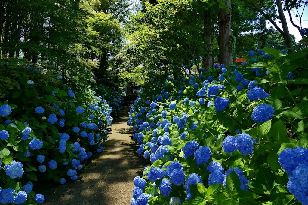 青色の紫陽花