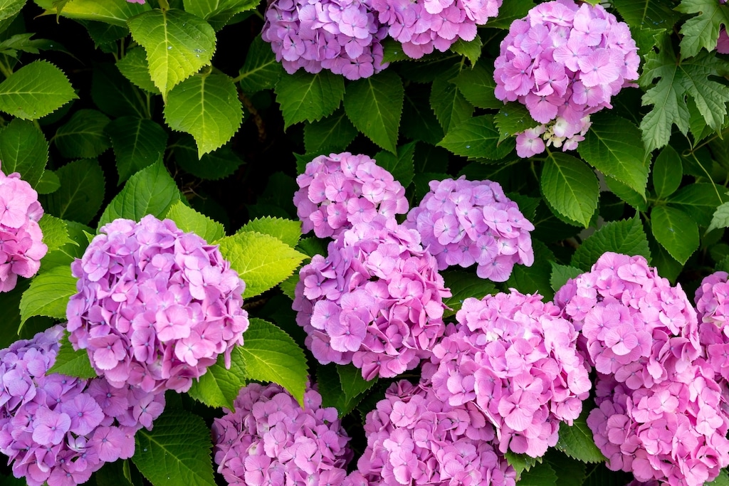 ピンク色の紫陽花